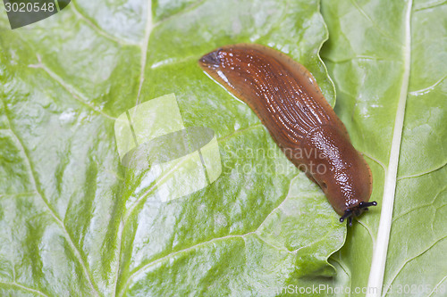 Image of Birds eye view of slug on green leaves