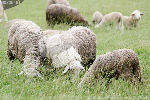 Image of Close up of sheep flock on meadow