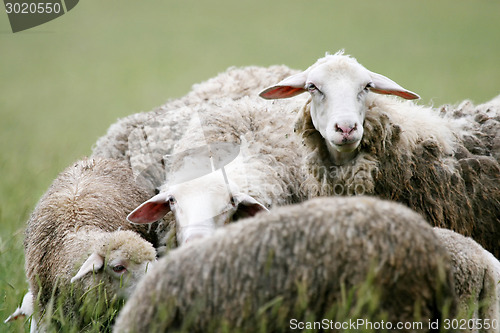 Image of Close up of sheep in flock