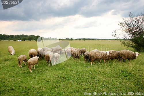 Image of Flock of sheep 