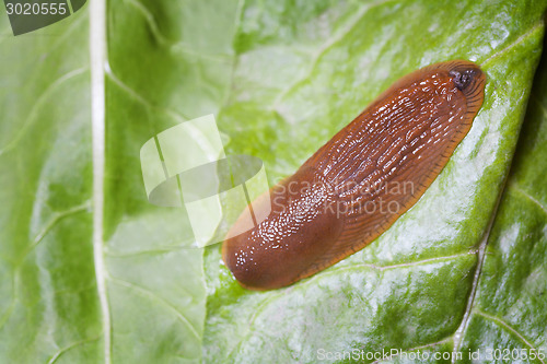 Image of Slug in nature