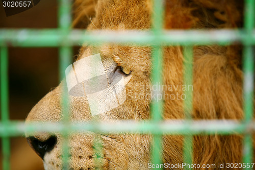 Image of Lion in cage close up