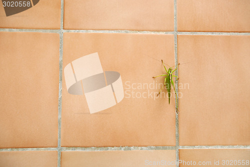 Image of Close up of grasshopper on wall