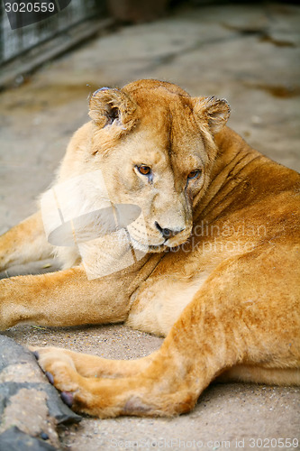 Image of Lion in cage