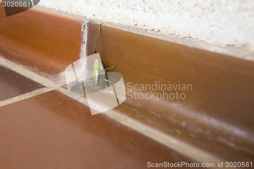 Image of Grasshopper on bathroom floor