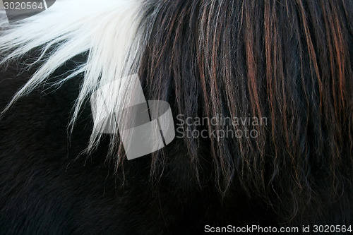 Image of Horsehair close up