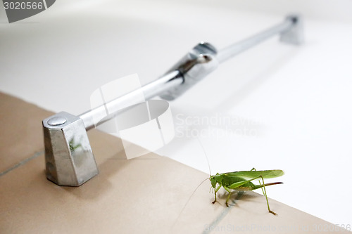 Image of Close up of grasshopper in bathroom