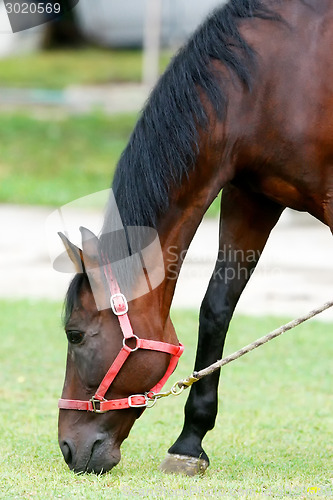 Image of Horse eating grass