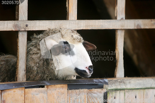 Image of Close up of sheep in wooden stable