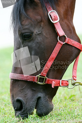 Image of Close up of horse eating grass