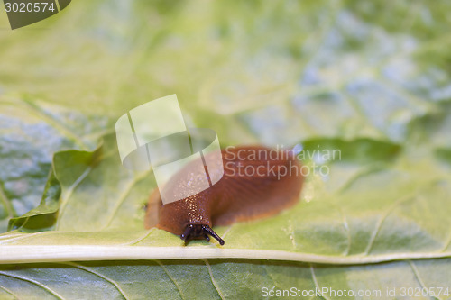 Image of Slug on leaf