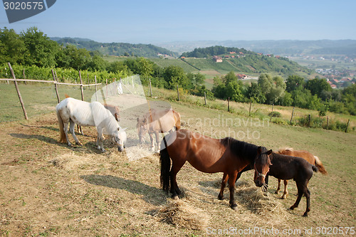 Image of Horses grazing on meadow