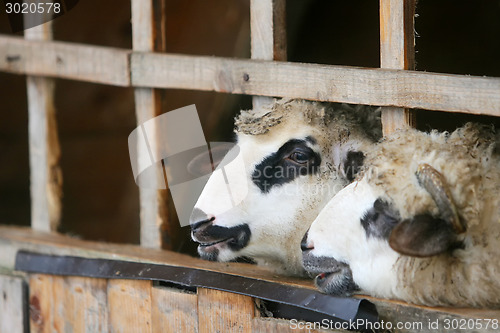 Image of Close up of sheep locked up in stall