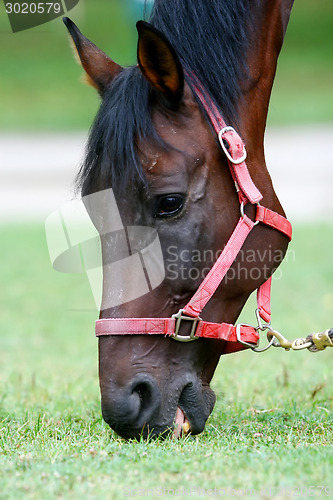 Image of Close up of horse graze