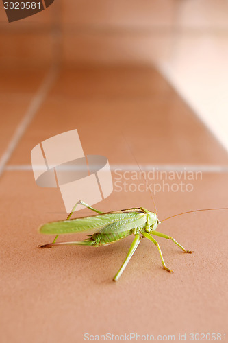 Image of Grasshopper on bathroom wall