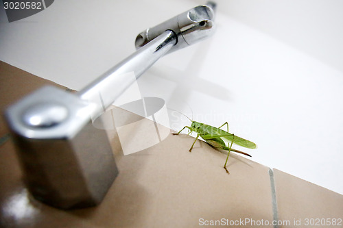 Image of Close up of green grasshopper