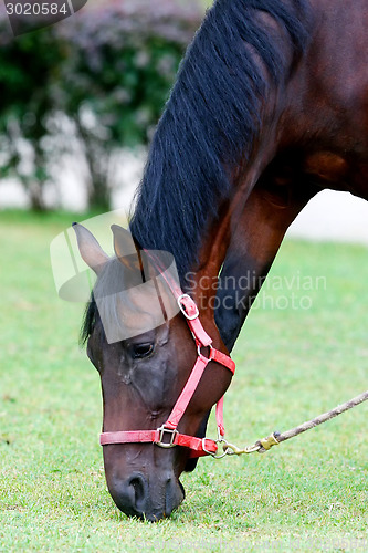 Image of Horse grazing on meadow