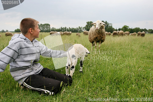 Image of Boy on meadow with cattle