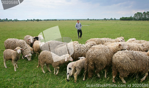 Image of Boy watching over flock of sheep on meadow