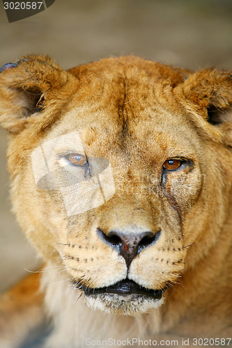 Image of Close up of lioness