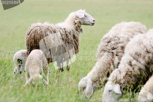 Image of Close up of sheep flock 