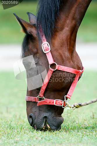 Image of Horse eating grass close up