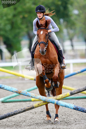 Image of Horse jumping hurdles