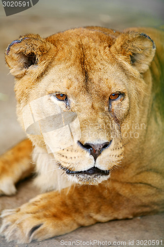 Image of Close up of lion in cage