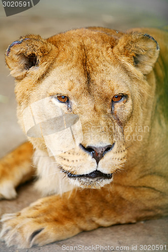 Image of Close up of lion in cage