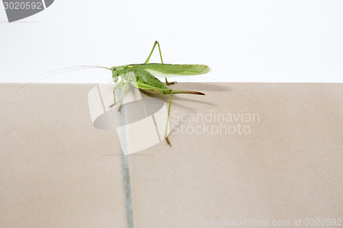 Image of Grasshopper close up