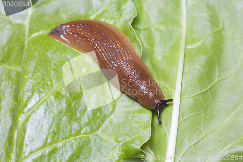 Image of Birds eye view of slug 