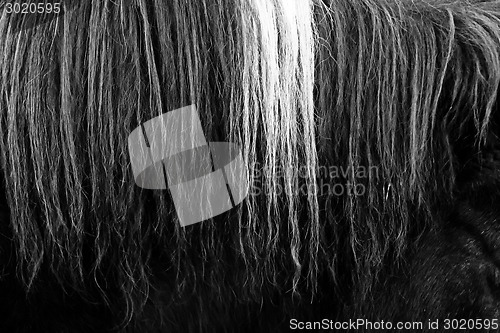 Image of Horsehair b&w close up