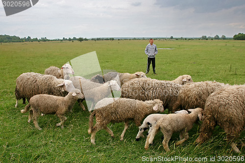 Image of Boy watching over flock of sheep