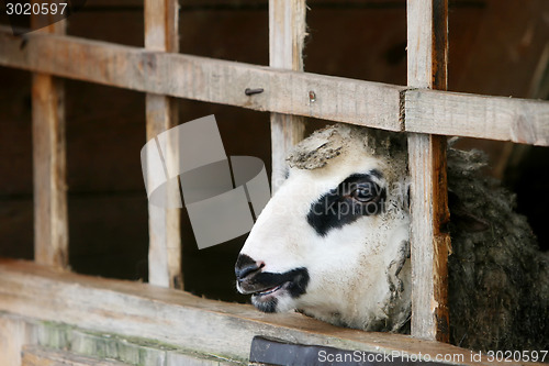 Image of Sheep in farm stable