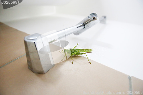 Image of Close up of green grasshopper on bathroom wall