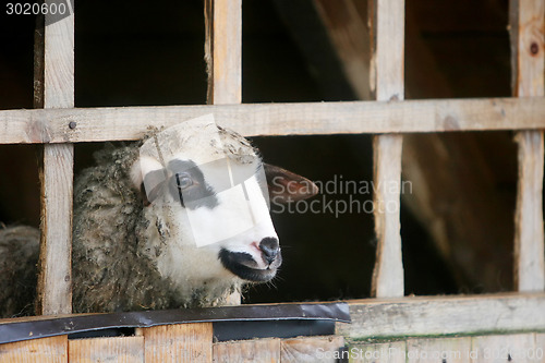Image of Close up of sheep in farm stall