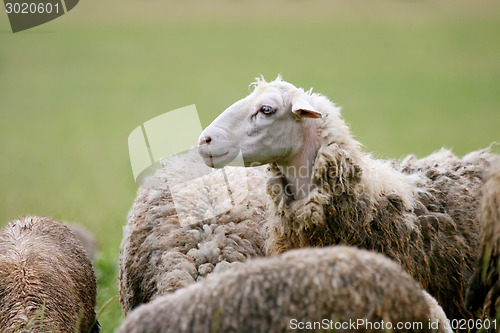 Image of Close up of sheep