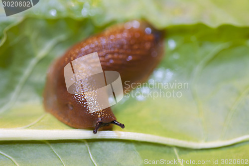 Image of Close up of slug