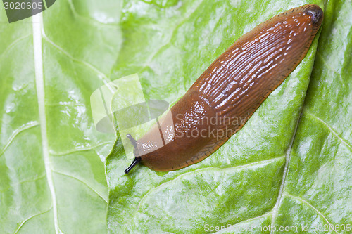 Image of Slug on green leaves close up