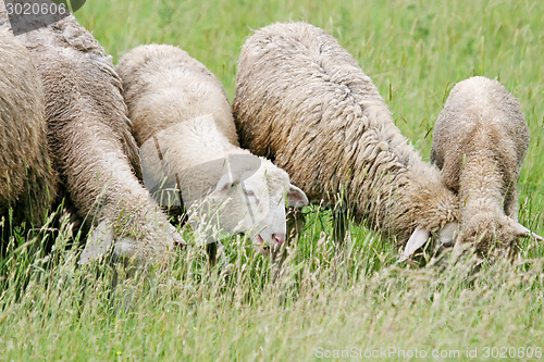 Image of Close up of sheep flock grazing