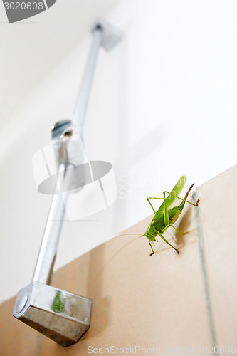 Image of Green grasshopper on bathroom wall