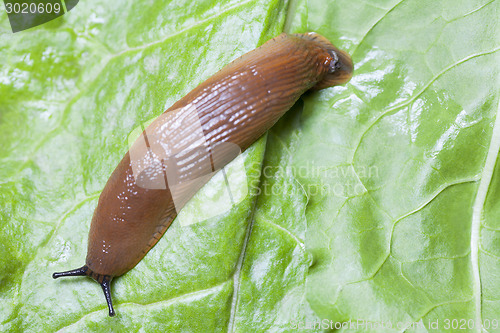 Image of Slug on leaves close up