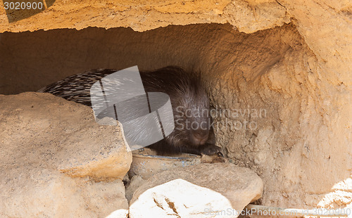 Image of Huge Porcupine