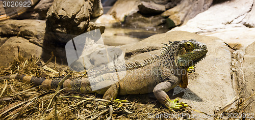 Image of Green Iguana