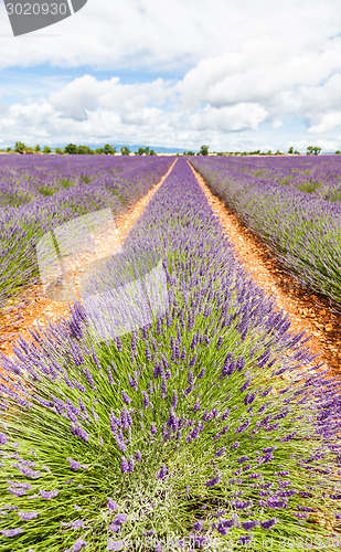 Image of Lavander field