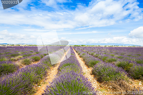 Image of Lavander field