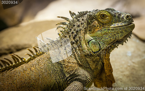 Image of Green Iguana