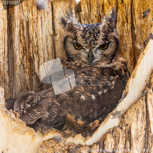 Image of Spotted Eagle Owl