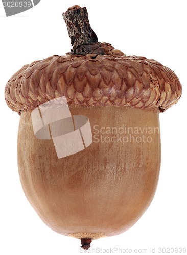 Image of One Ripe Dry Acorn Cutout