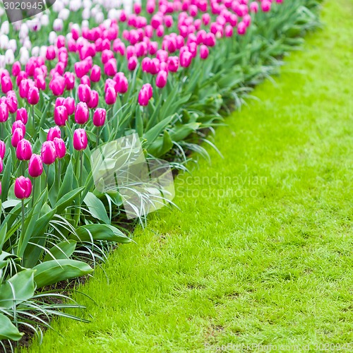 Image of Tulips